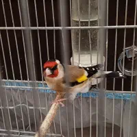 سهره|پرنده|ابهر, |دیوار