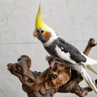 عروس هلندی