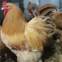 فروش جوجه یک روزه برهما