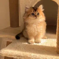 شهر گربه های گوگولی (پرشین بریتیش اسکاتیش)