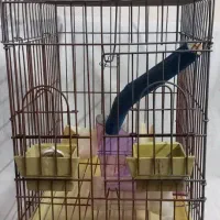 قفس طوطی|لوازم جانبی حیوانات|کرج, فاز ۴ مهرشهر|دیوار