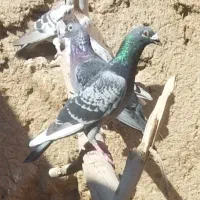 کبوتر
