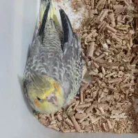 عروس هلندی ماده و نر