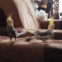 عروس هلندی|پرنده|مشهد, کوی دروی|دیوار