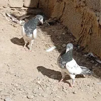 کبوتر تیدی|پرنده|ایرانشهر, |دیوار