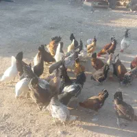 مرغ و خروس محلی
