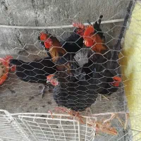 همه نوع همه چیز همه رنگ کفتر مرغ خورس سیا خریدهم ف