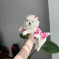 بهترین نژاد پکنیز‌امپریال عروسکی و نژاد دیگر|سگ|تهران, کوی بیمه|دیوار