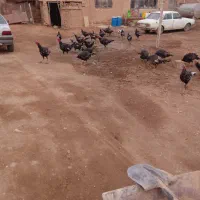 بوقلمون|حیوانات مزرعه|دشتابی, |دیوار