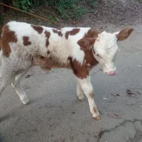 گاوشیری هلشتاین گوساله نر سمینتال جنس|حیوانات مزرعه|کلاچای, |دیوار