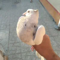 طوقی الماسی