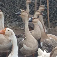 قو غاز