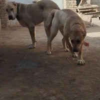 مادر پدر خرسی|سگ|مشهد, شیرحصار|دیوار