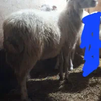 گوسفند ماده