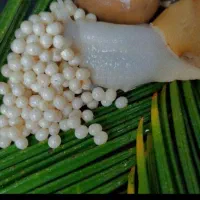 حلزون تخم گذار