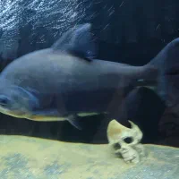 ماهی پیرانا|ماهی|زاهدان, |دیوار