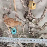 نیمچه مرغ