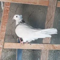 کفتر زینتی طوقی کاکل