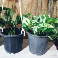 گل و گیاه طبیعی آپارتمانی|گل و گیاه طبیعی|مشهد, خواجه ربیع|دیوار