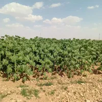 اردک