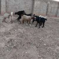 فروش ده عدد بز جوان|حیوانات مزرعه|شیراز, شریف‌آباد|دیوار