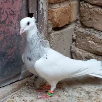 طوقی بید مشکی|پرنده|سنقر, |دیوار