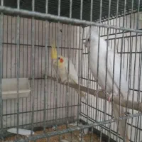 عروس هلندی