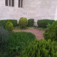 هرس درخ وشمشاد