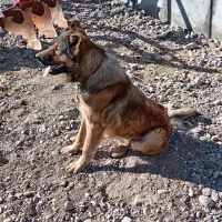 سگ سرابی 20 ماهه