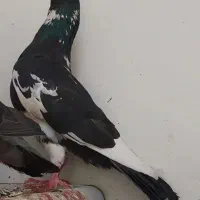 ابلق
