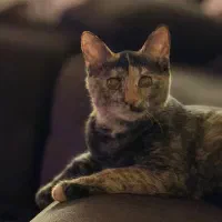 واگذاری گربه|گربه|بندرعباس, |دیوار