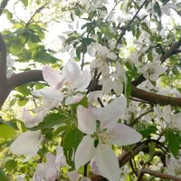 زمین زراعی دارای درختان میوه ،خوش آب و هوا