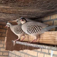 بلدرچین تزیینی