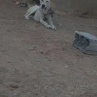 سگ افقانی 11ماهه