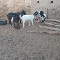 ۷عدد بز وکره ویک عدد چپیش پاکستانی|حیوانات مزرعه|اشکذر, |دیوار