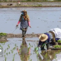 فروش ۲۰ کیلو قیمت ۶۰۰۰۰۰۰ میلیون تومان