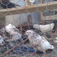 کبوتر .کفتر کاکلی|پرنده|گرگان, |دیوار