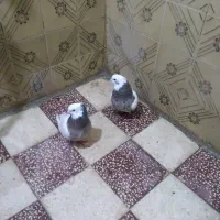 یه جفت کبوتر طوقی|پرنده|قزوین, |دیوار