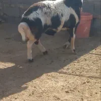 بره قوچ لخت پوست گاوی