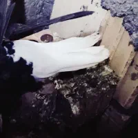 زاغ دمسفید نر