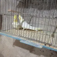 عروس لوتینو