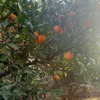 پرتقال خونی