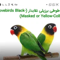 فروش  آکواریوم باماهی و کوتوله برزیلی باقفس|پرنده|مرودشت, فاز دوم شهرک فرهنگیان|دیوار