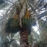 درخت بندی گراز دادن در بم با کیفت عالی