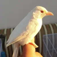 قناری سهره اهوازی نر و ماده