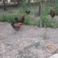 خروس