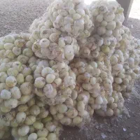 پیاز گاو و گوسفند