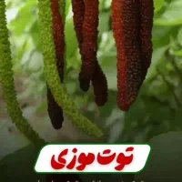 فروش نهال در نهالستان بزرگ آذربایجان|خدمات باغبانی و درختکاری|گرگان, |دیوار
