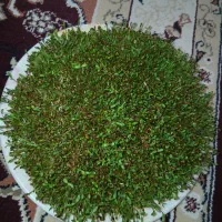 بذر یونجه بمی