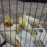 جوجه عروس هلندی رام